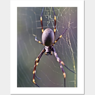 Australian Orb Weaver Spider Posters and Art